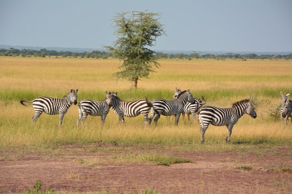 zebras, herd, wilderness, serengeti, africa, nature, national park, serengeti park, tanzania, wildlife reserve, animal