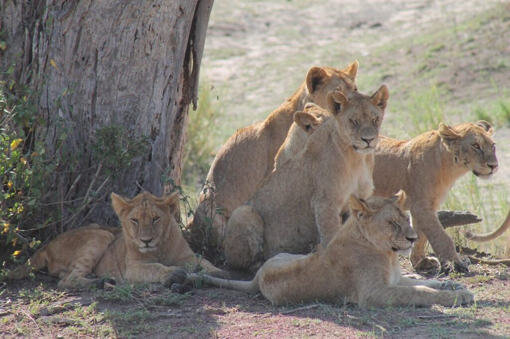 tanzania, pride of lions, savannah, safari vacation, pride of lions
