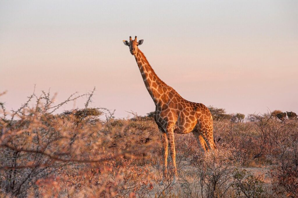 giraffe, animal, safari, giraffa camelopardalis, mammal, herbivore, wildlife, fauna, nature, etosha, namibia, africa, giraffe, giraffe, giraffe, giraffe, giraffe
