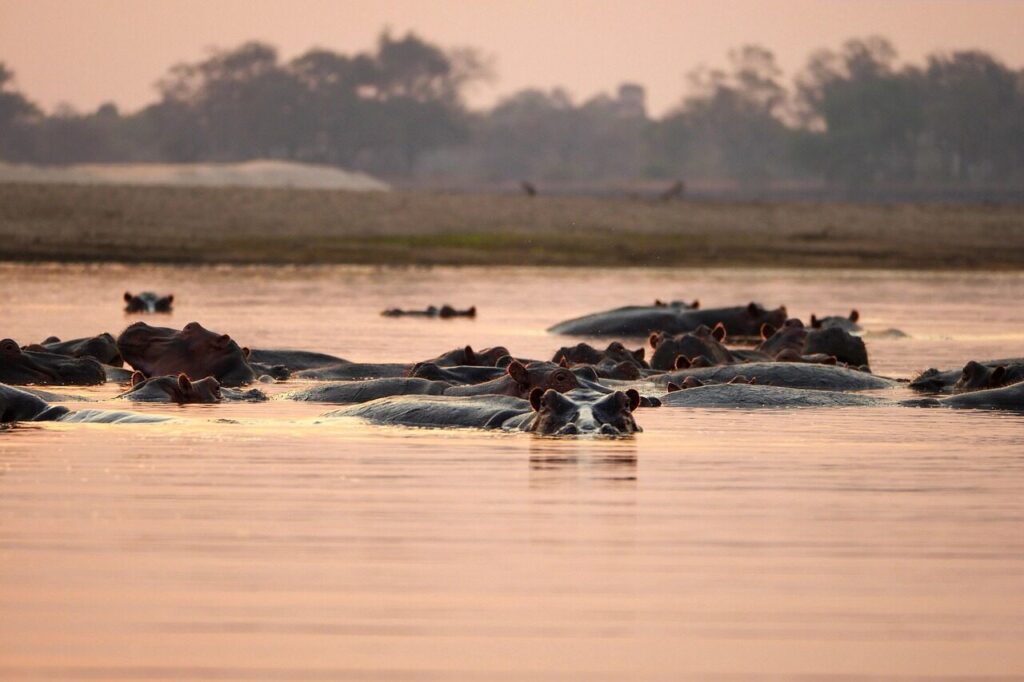 hippopotamus, hippos, nature, africa, zambia, sunset, safari, wildlife, animals